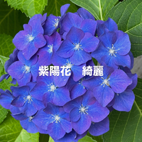 画像278