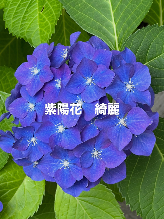 画像278
